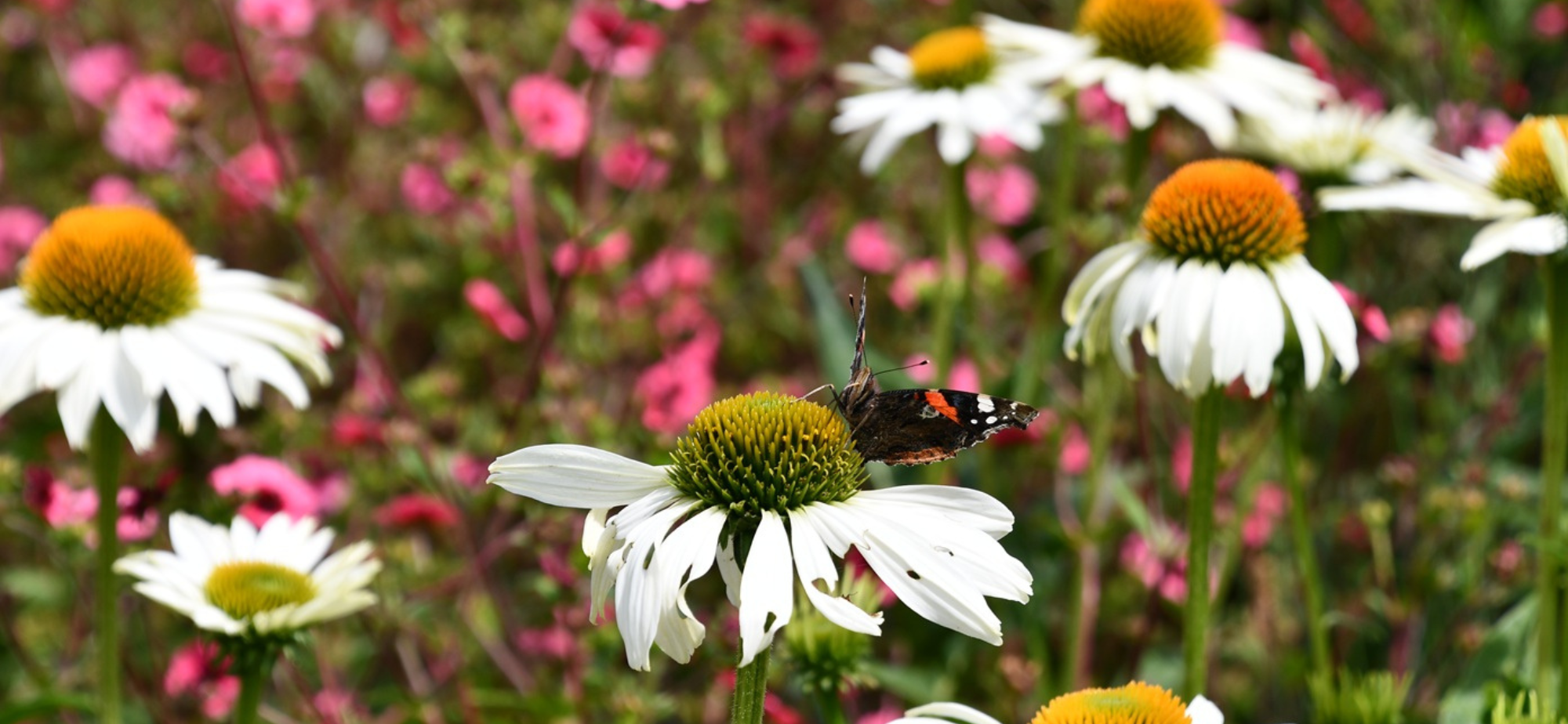 http://De%20Levende%20Tuin%20Dinteloord%20Luxury%20garden